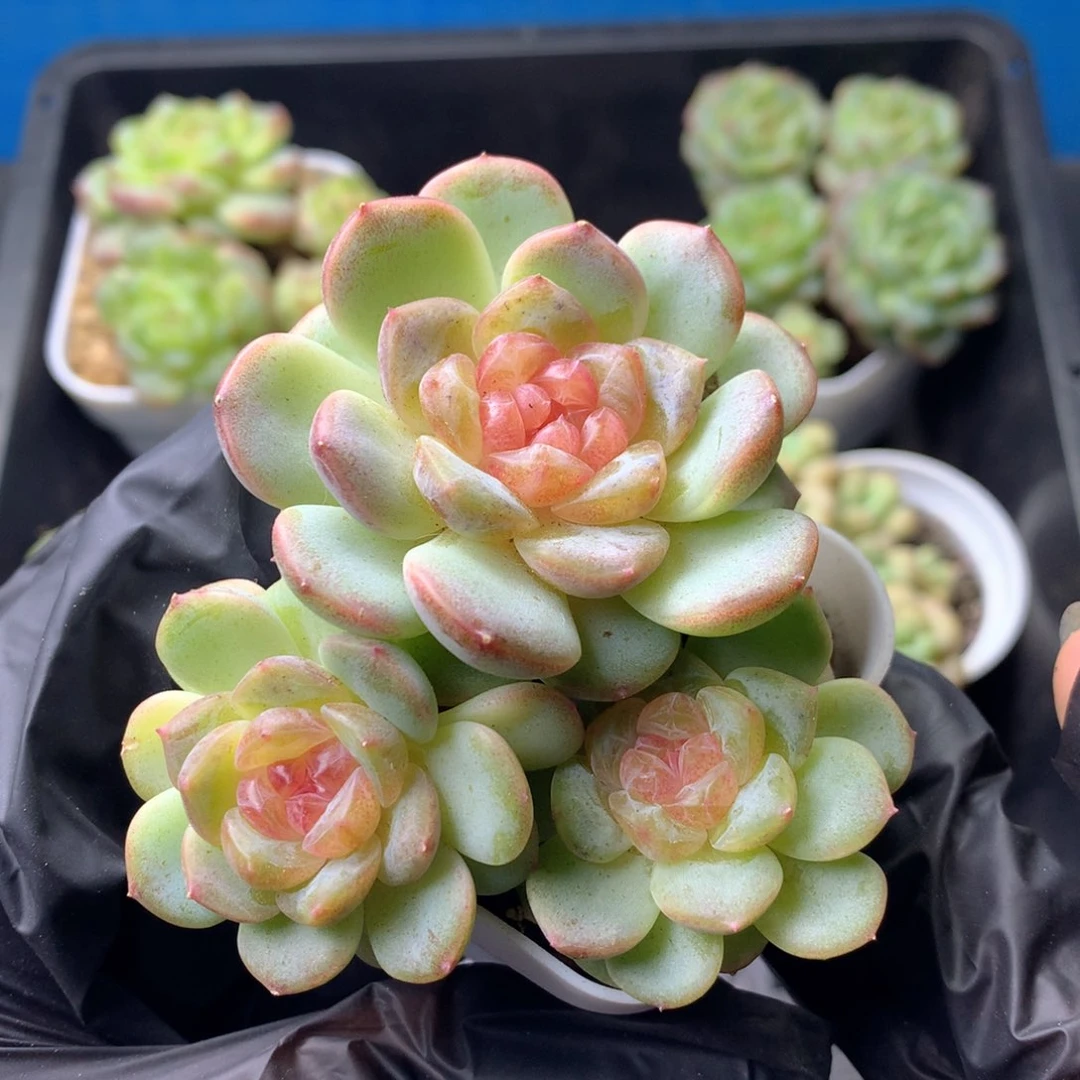 58包邮  群生不包整 116