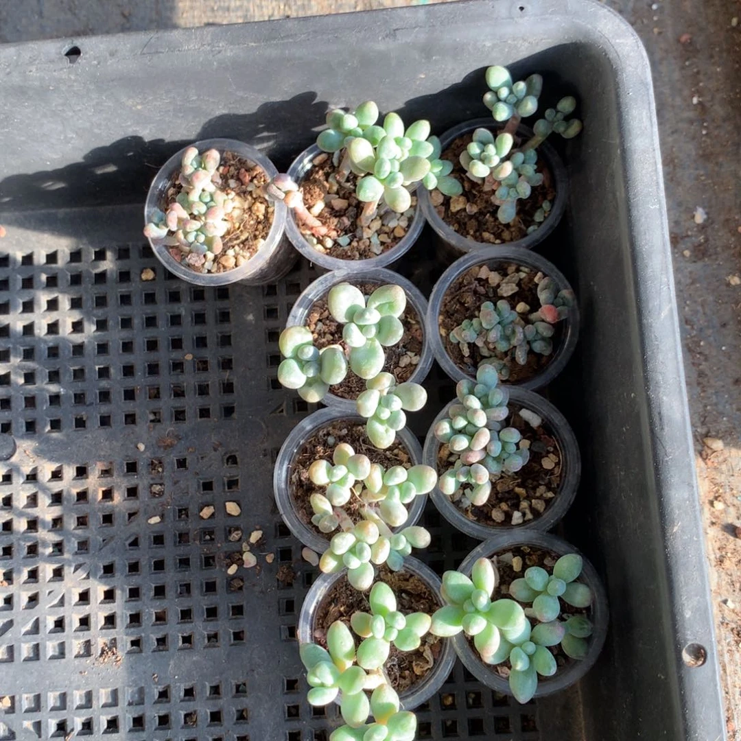 一堆苹果奶酪多肉