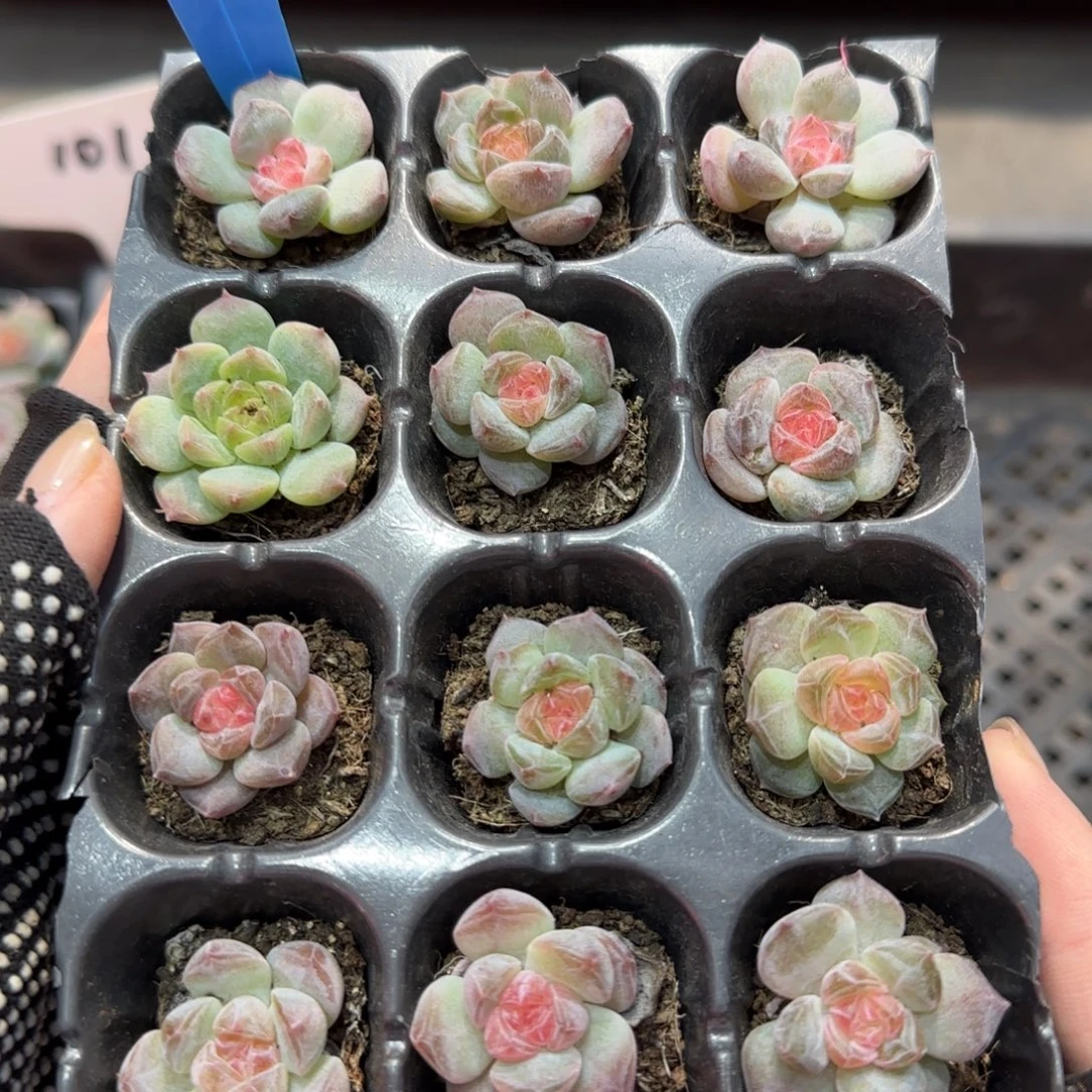 133特满38包邮➗偏远发货后不退货退款