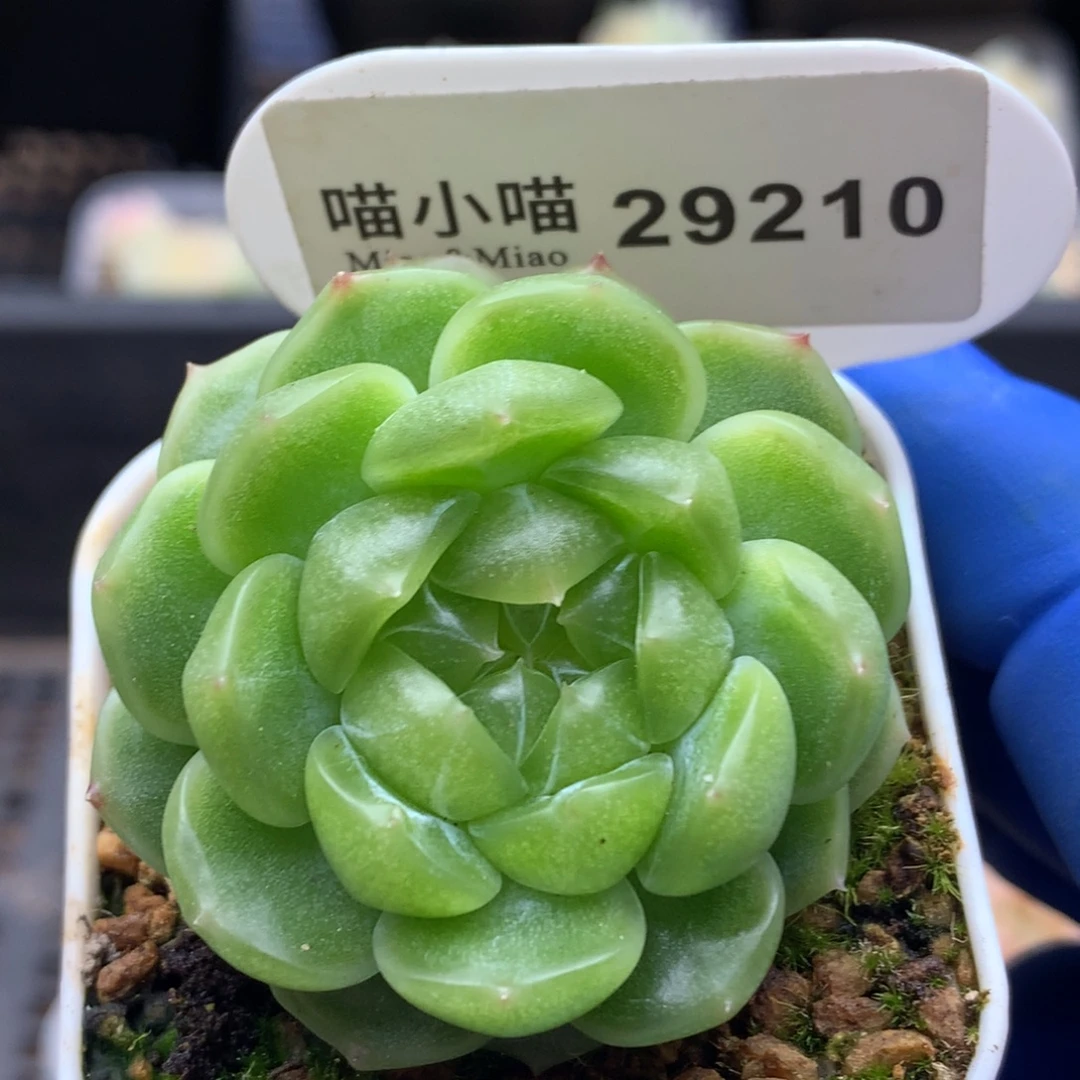 多肉植物杂交珍妮