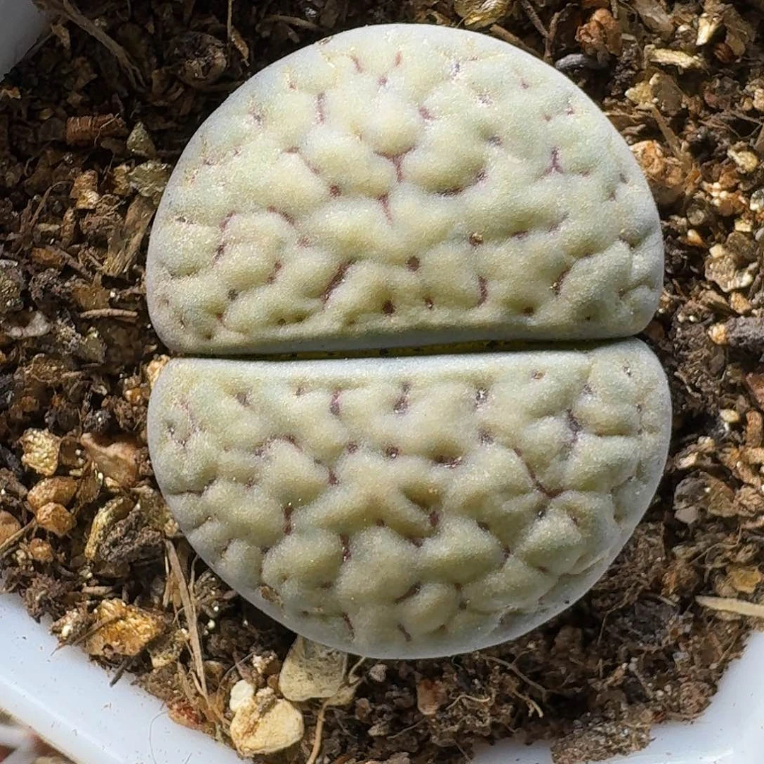 生石花等植物1111111。   282