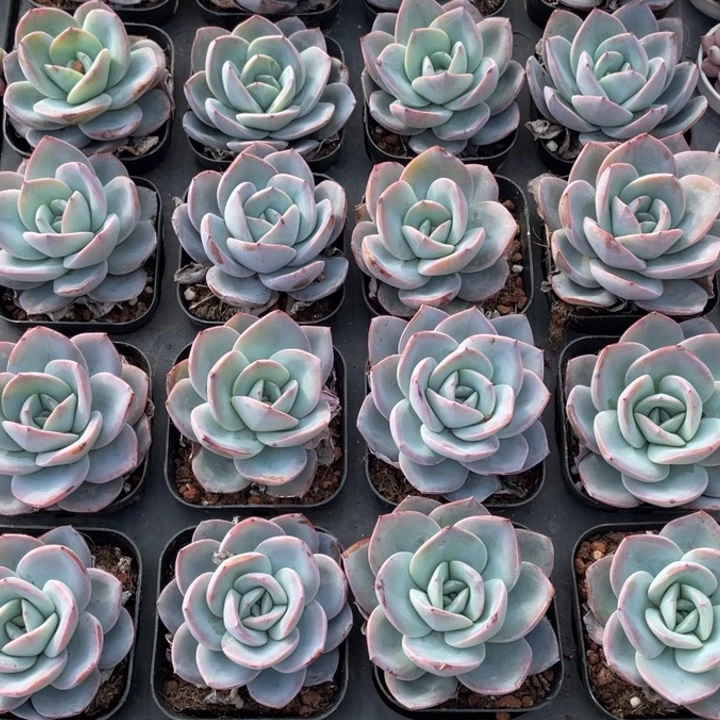 布鲁蓝单头一颗冠幅5-6厘米20包邮新疆西藏不发