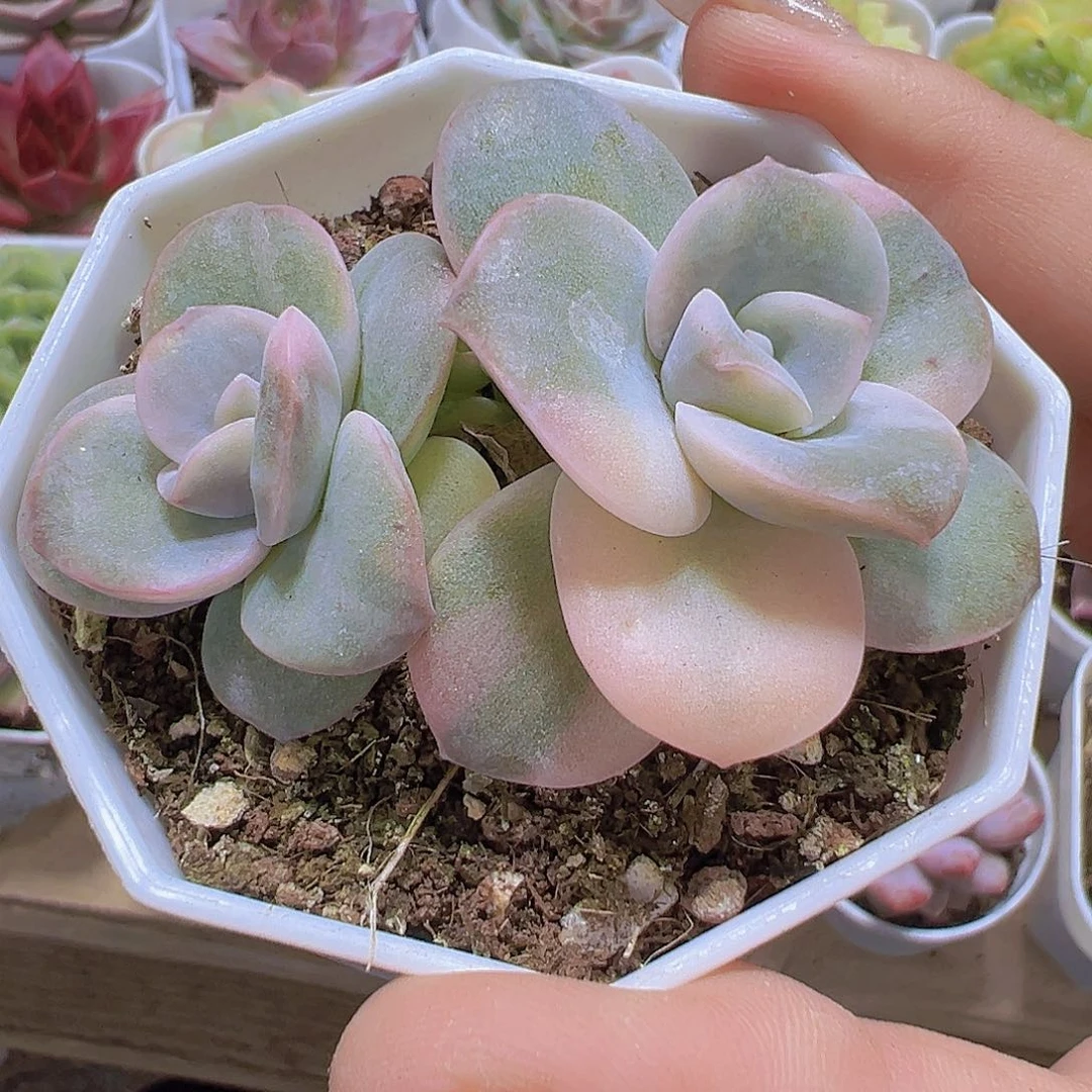 双头可爱玫瑰锦19包邮