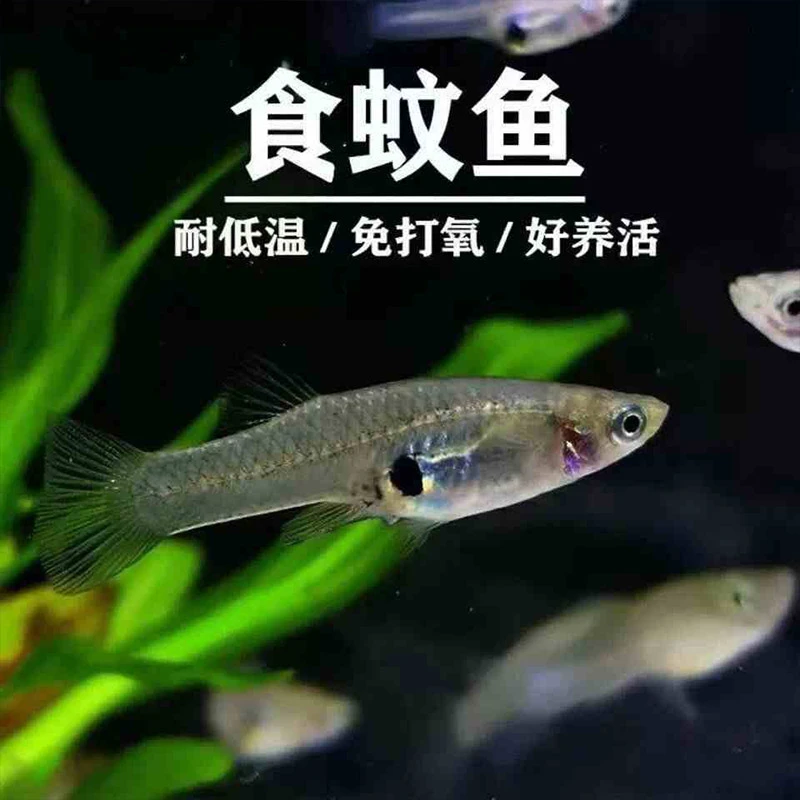 食蚊鱼观赏鱼冷水鱼苗小型观赏鱼活体饲料冷水苗原生鱼