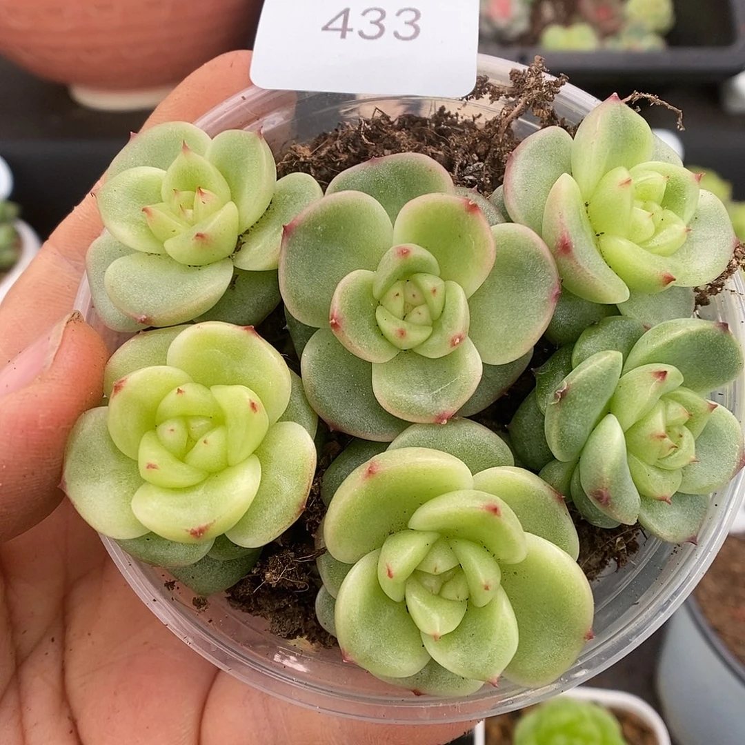 一物一拍一物一拍926-433