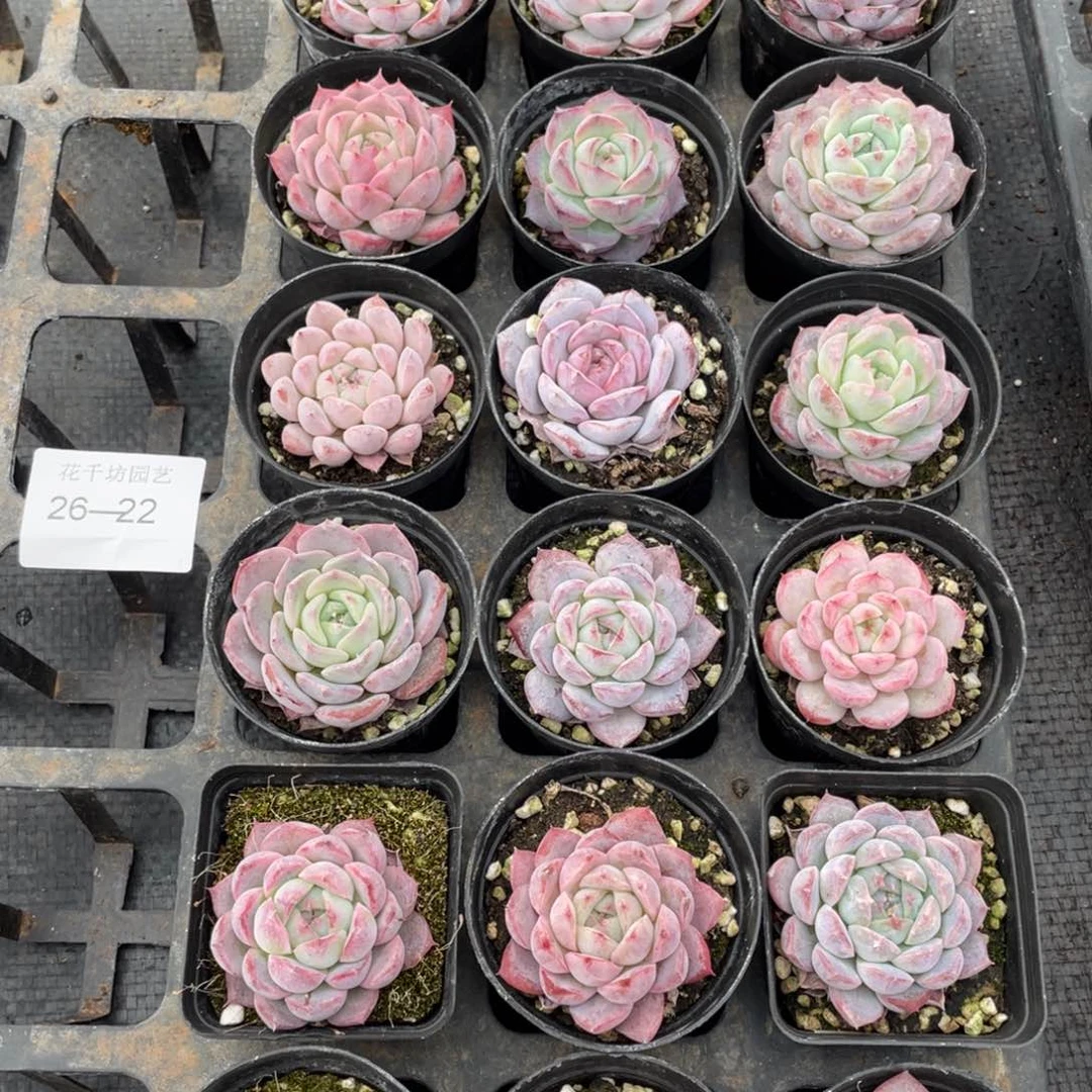 一物一拍18棵26-22