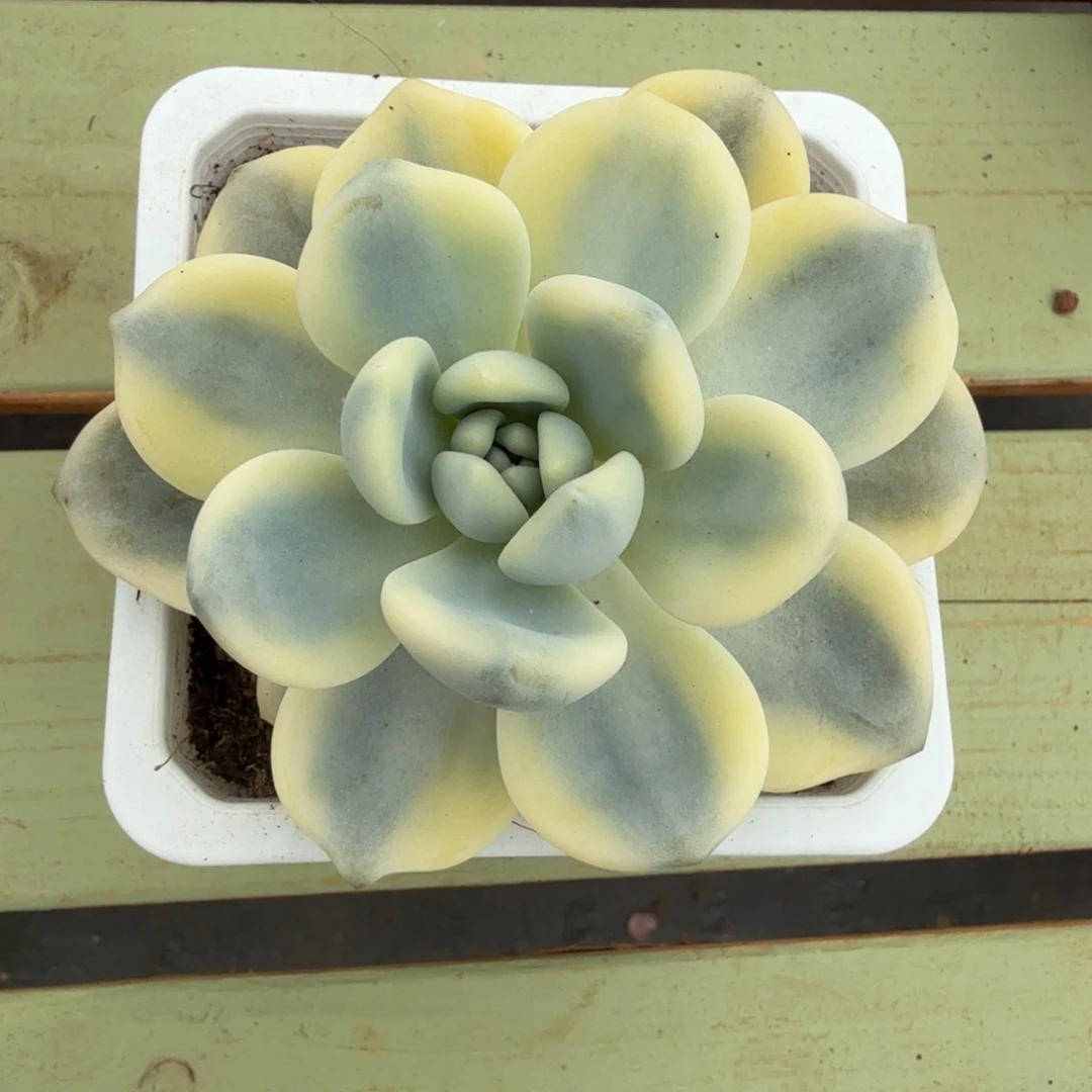 望舒锦锦上园艺一物一拍