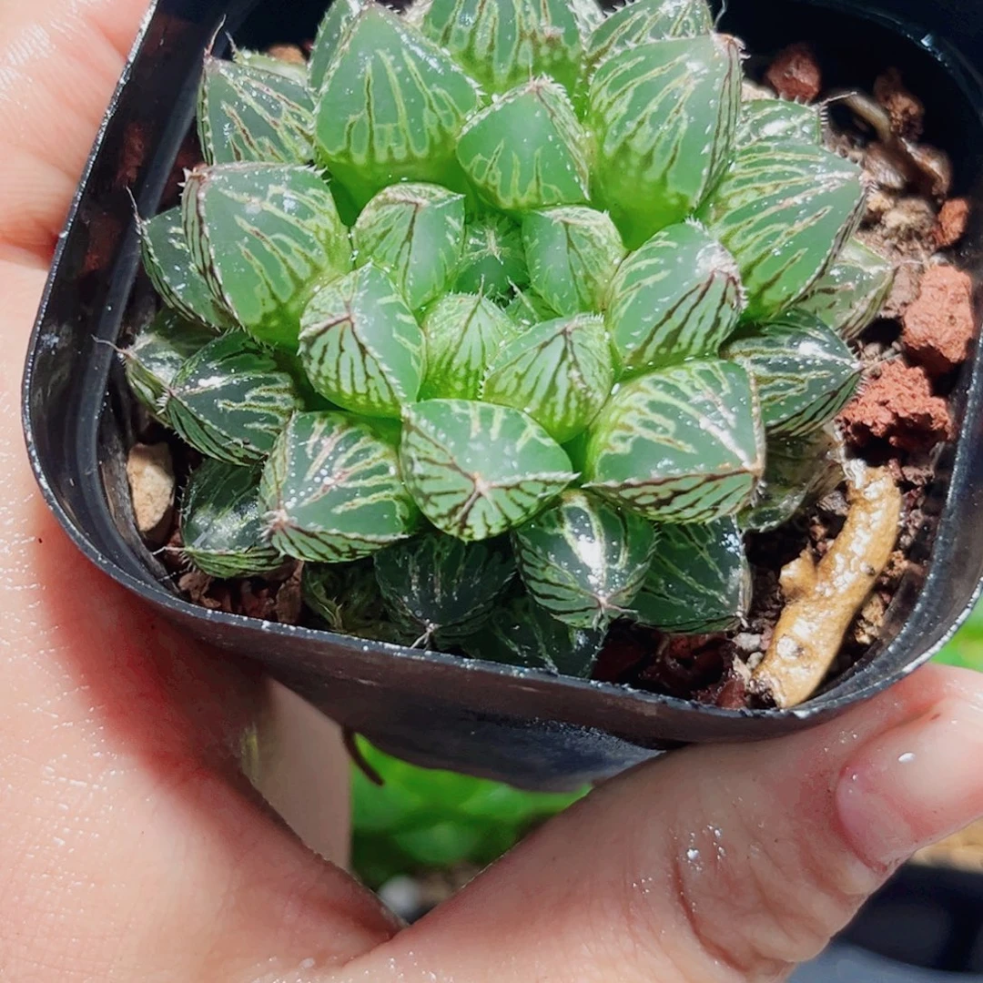 楼兰玉露多肉植物66666
