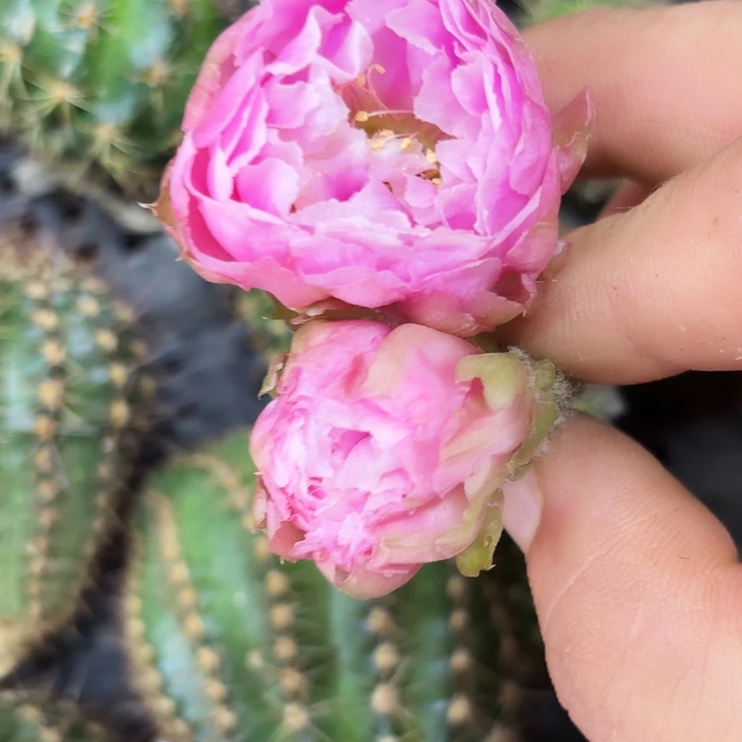 L33牡丹侧牙20包邮10