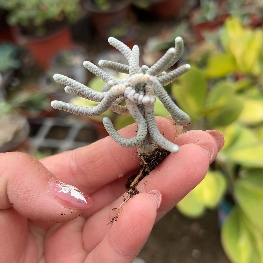 多肉植物银蚕开花