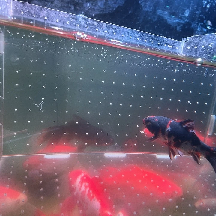 海水鱼品相自荐全场包邮