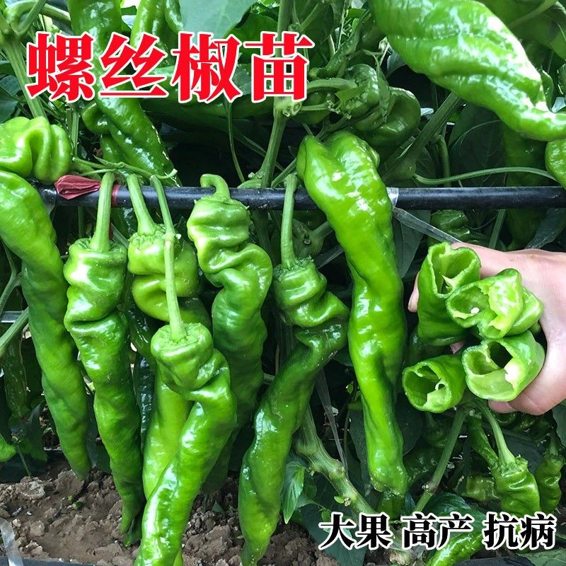 新鲜薄皮螺丝椒微中辣农家自种当季蔬菜带土球现摘现发四季易成活