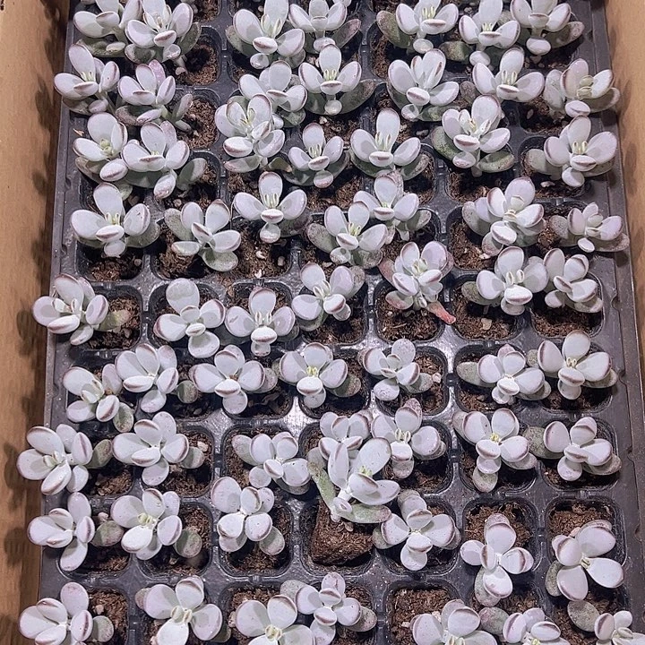 乒乓福娘精品多肉植物