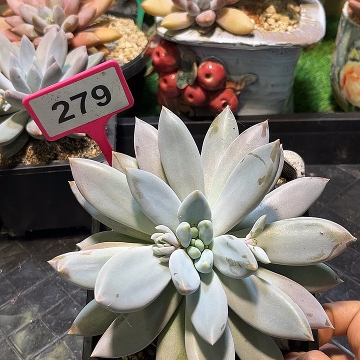 多肉植物红胖体体哥特279