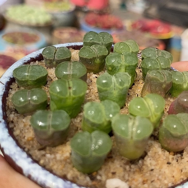 风铃y400一组两颗