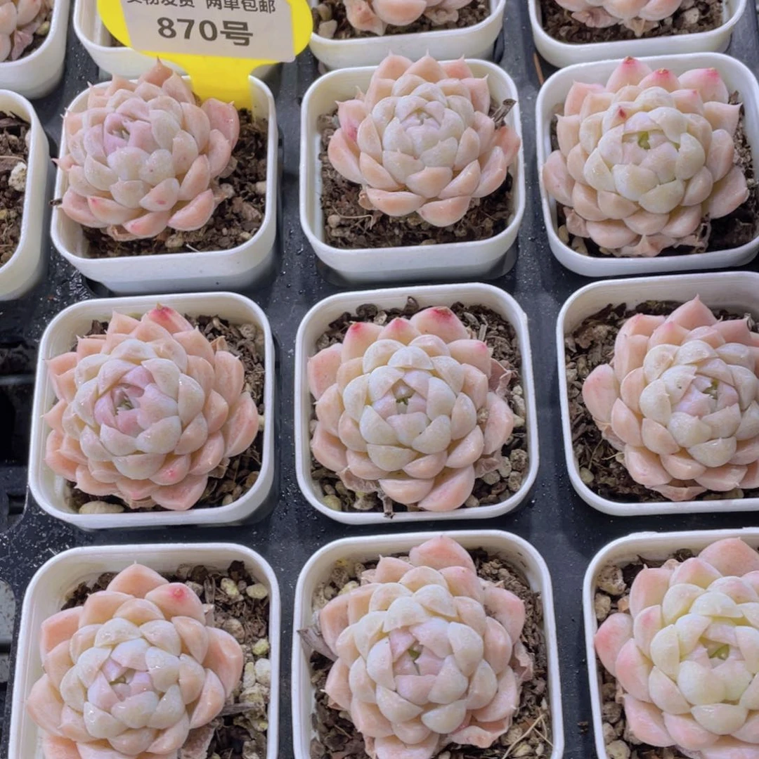 870号 全状态白月光单两个