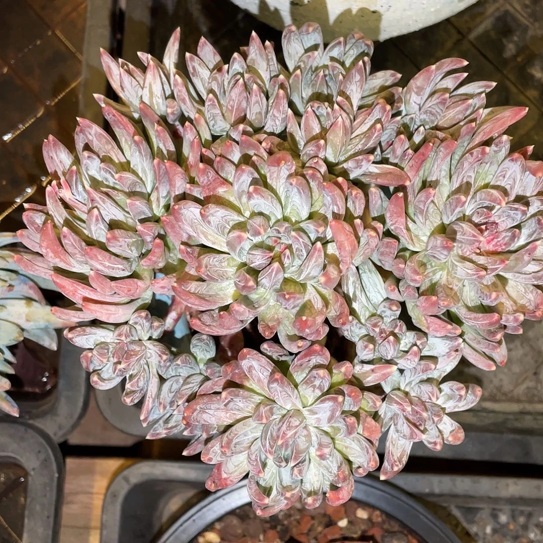 多肉植物一物一拍