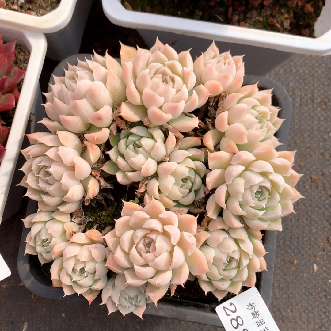 5881瑕疵不售后特价处理