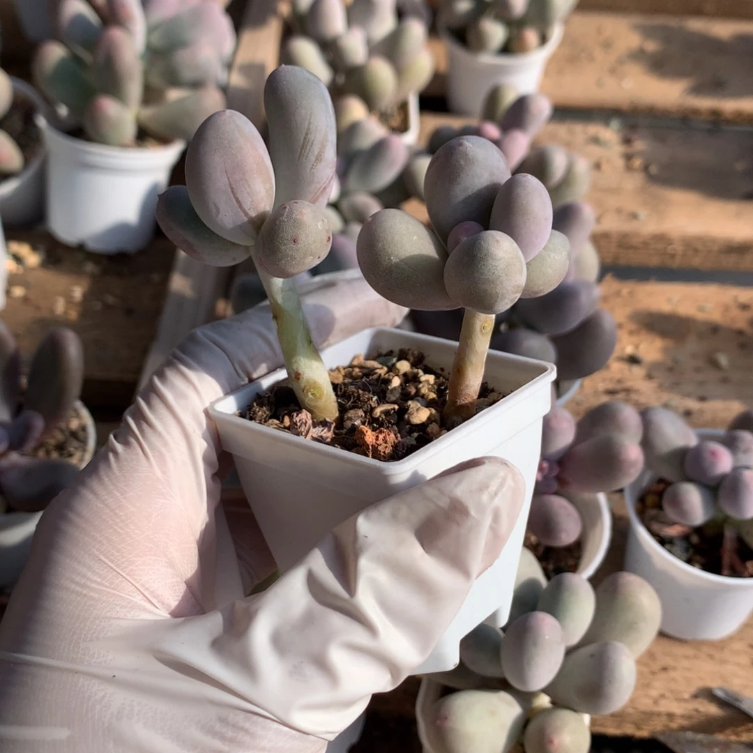 荷****)米可奶酪多肉 米可奶