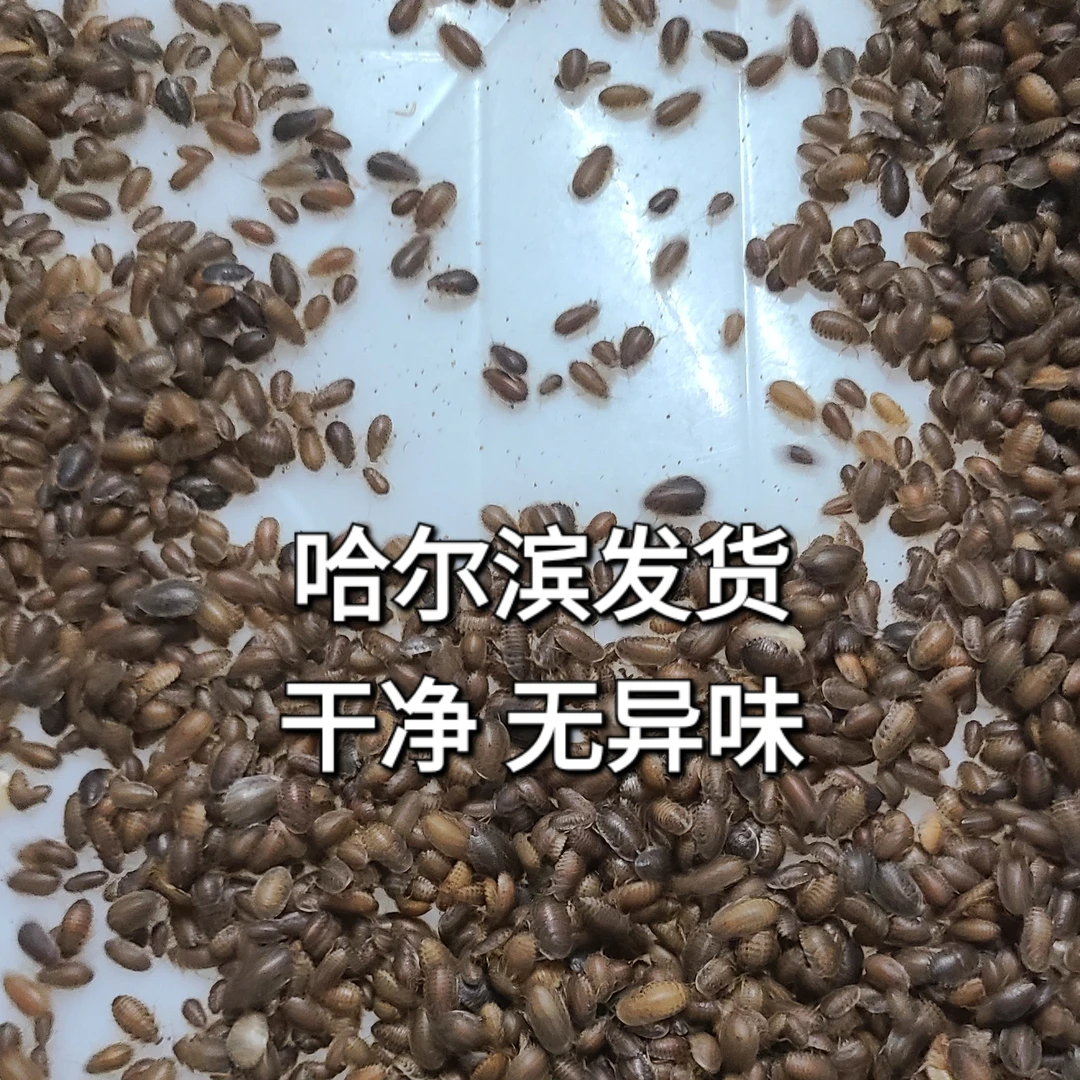 杜比亚蟑螂爬宠昆虫优质活饵饲料守宫龟鱼蜥蜴蜘蛛蜜袋鼬蜘蛛蚂蚁