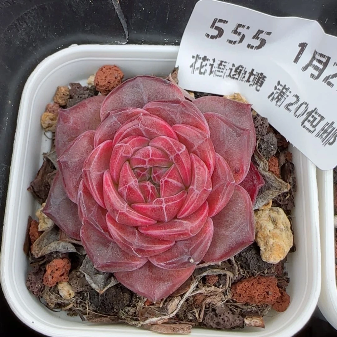 花语逸镜0129-555