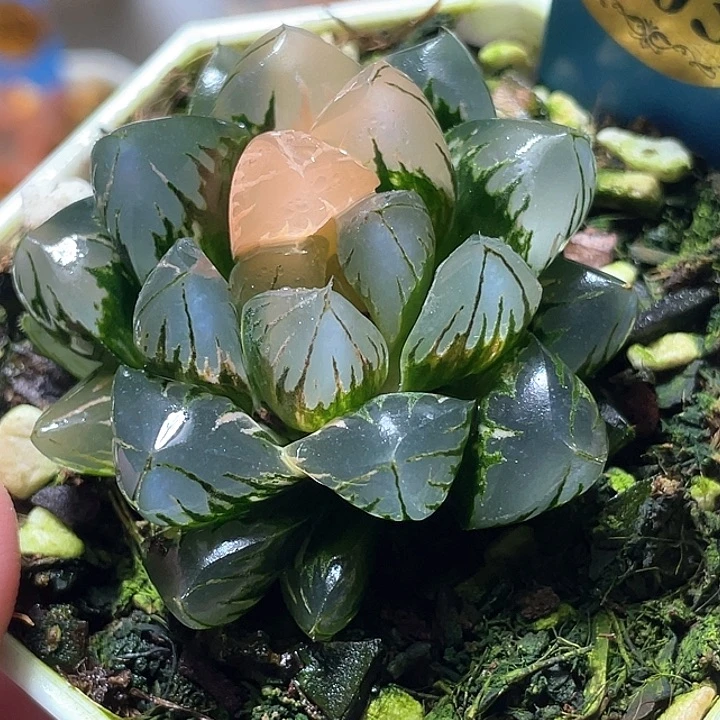 503北极锦特选福利