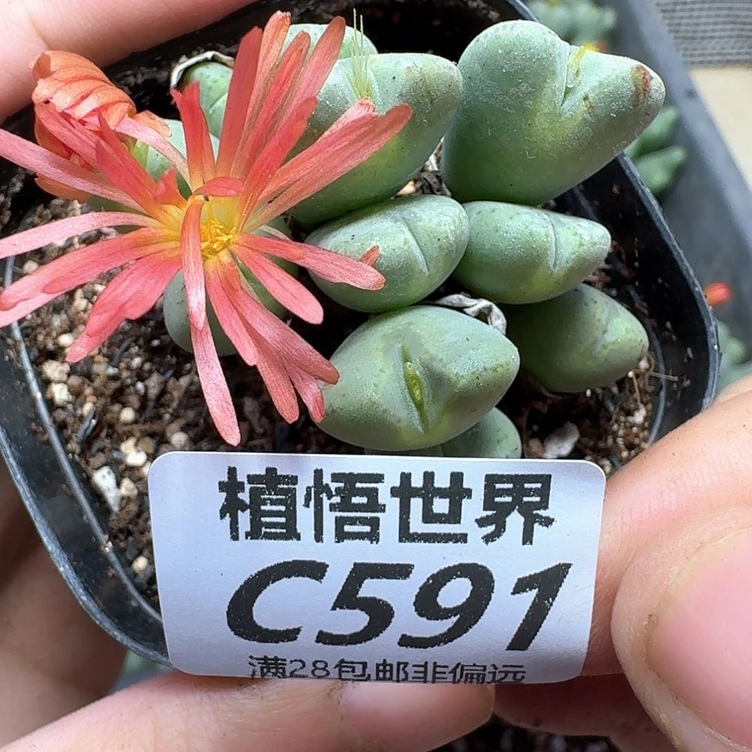 多肉植物的人师父给您