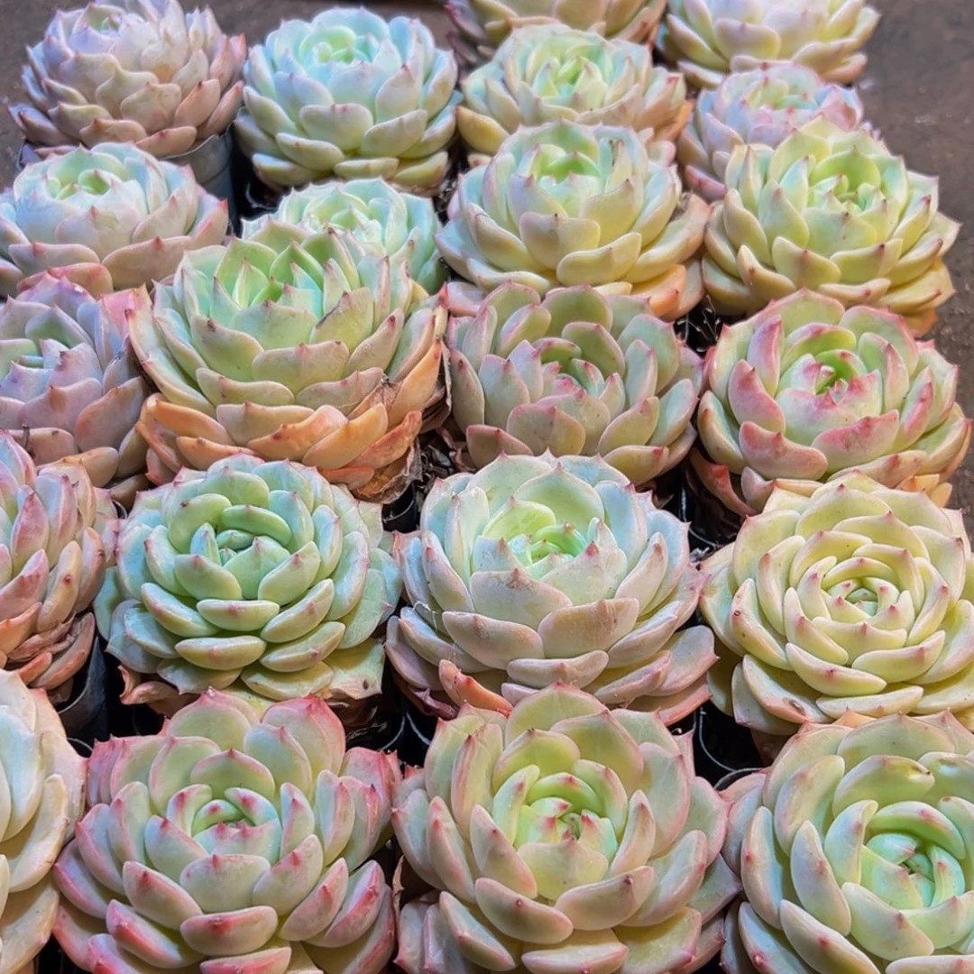 514xxcxccvvvbb 吧宝贝