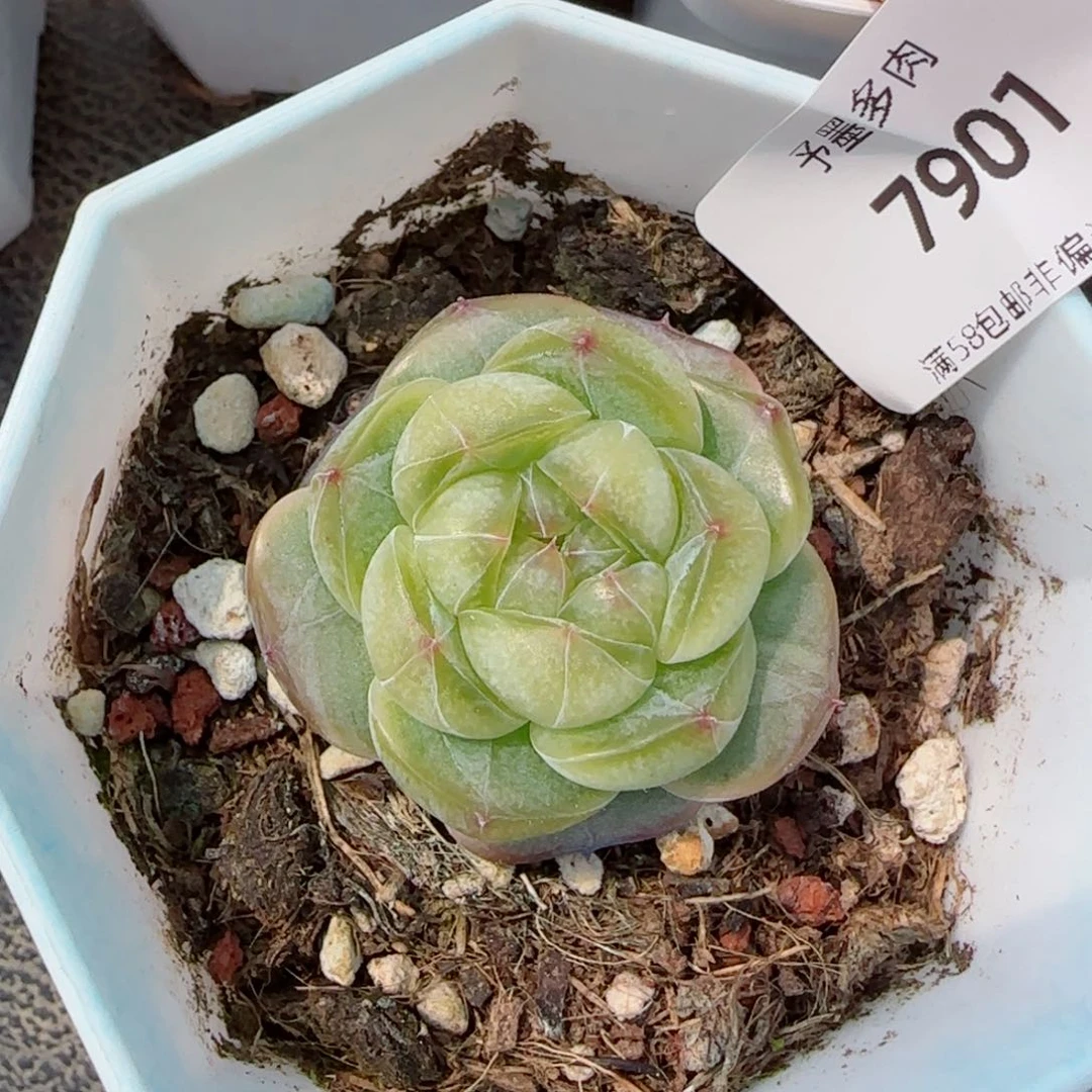 水晶球，7901多肉植物