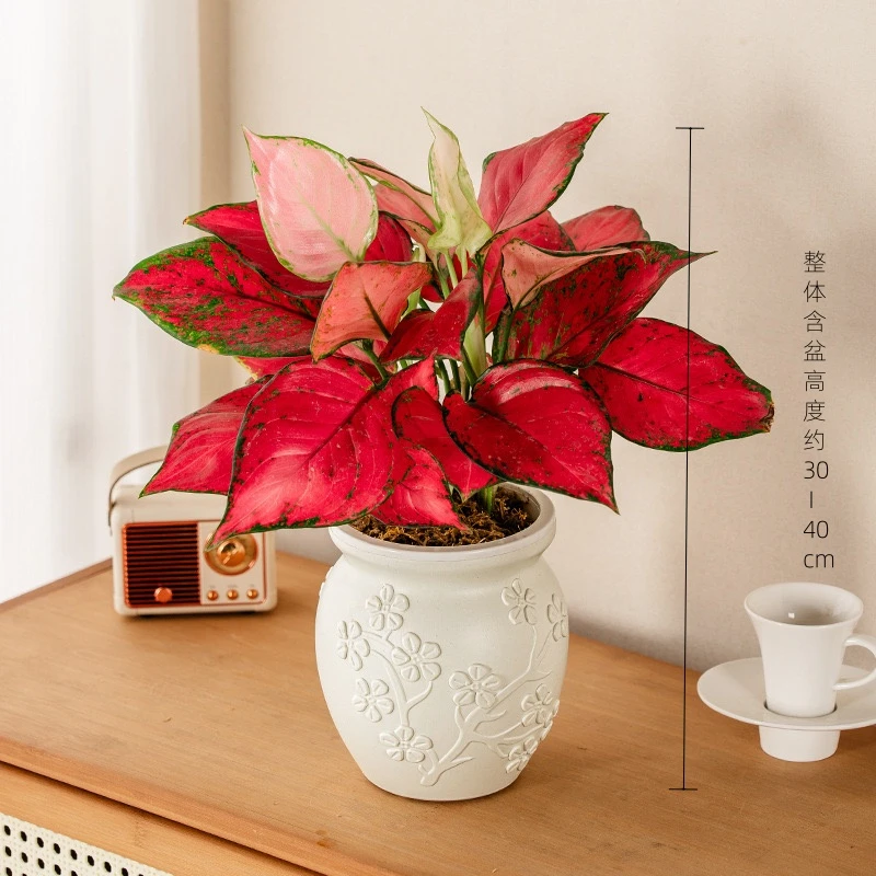 吉利红色植物室内桌面小盆景观叶花卉净化空气绿植盆栽