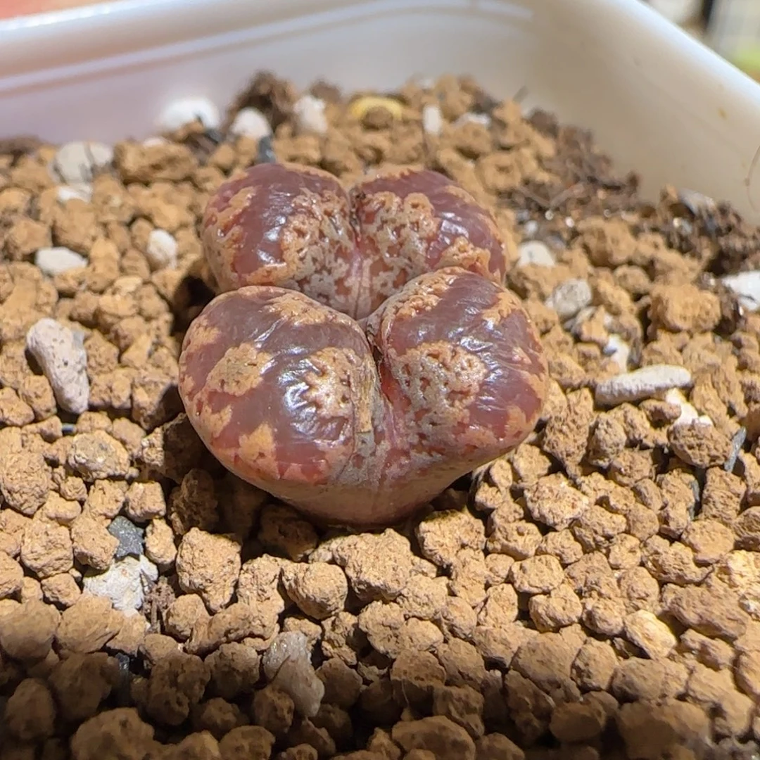 肉锥多肉植物组合-3km勋章792