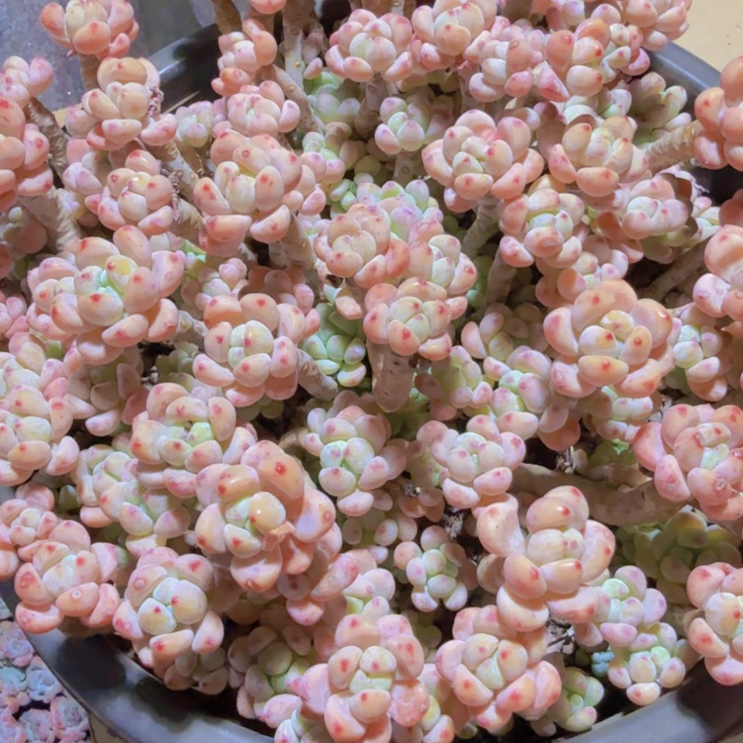 洗脸盆罗琦最大一颗