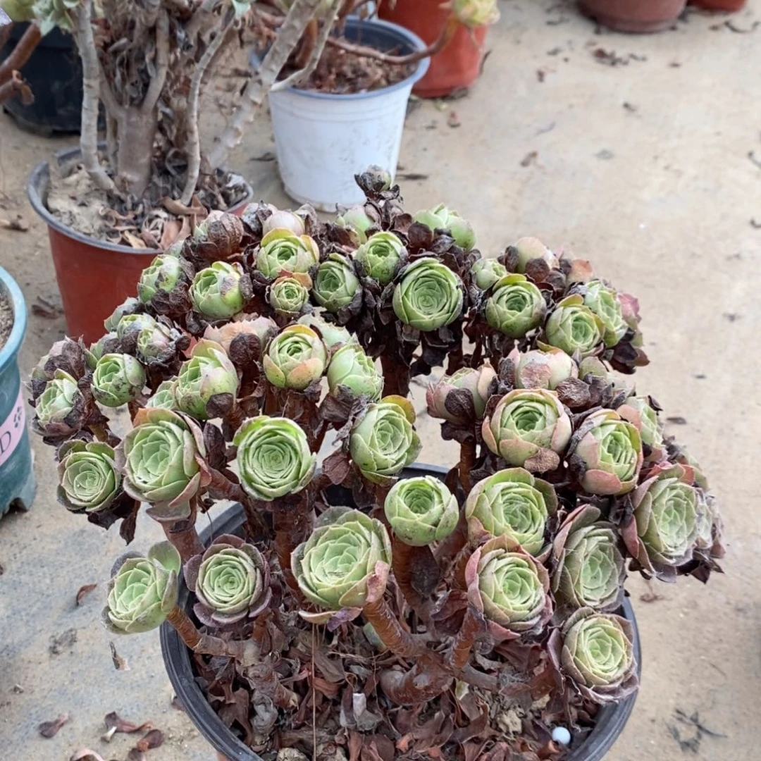 万圣节多肉植物045