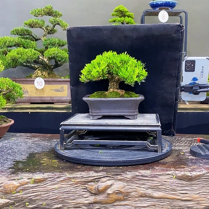 无花朵M黄杨盆景四季常青