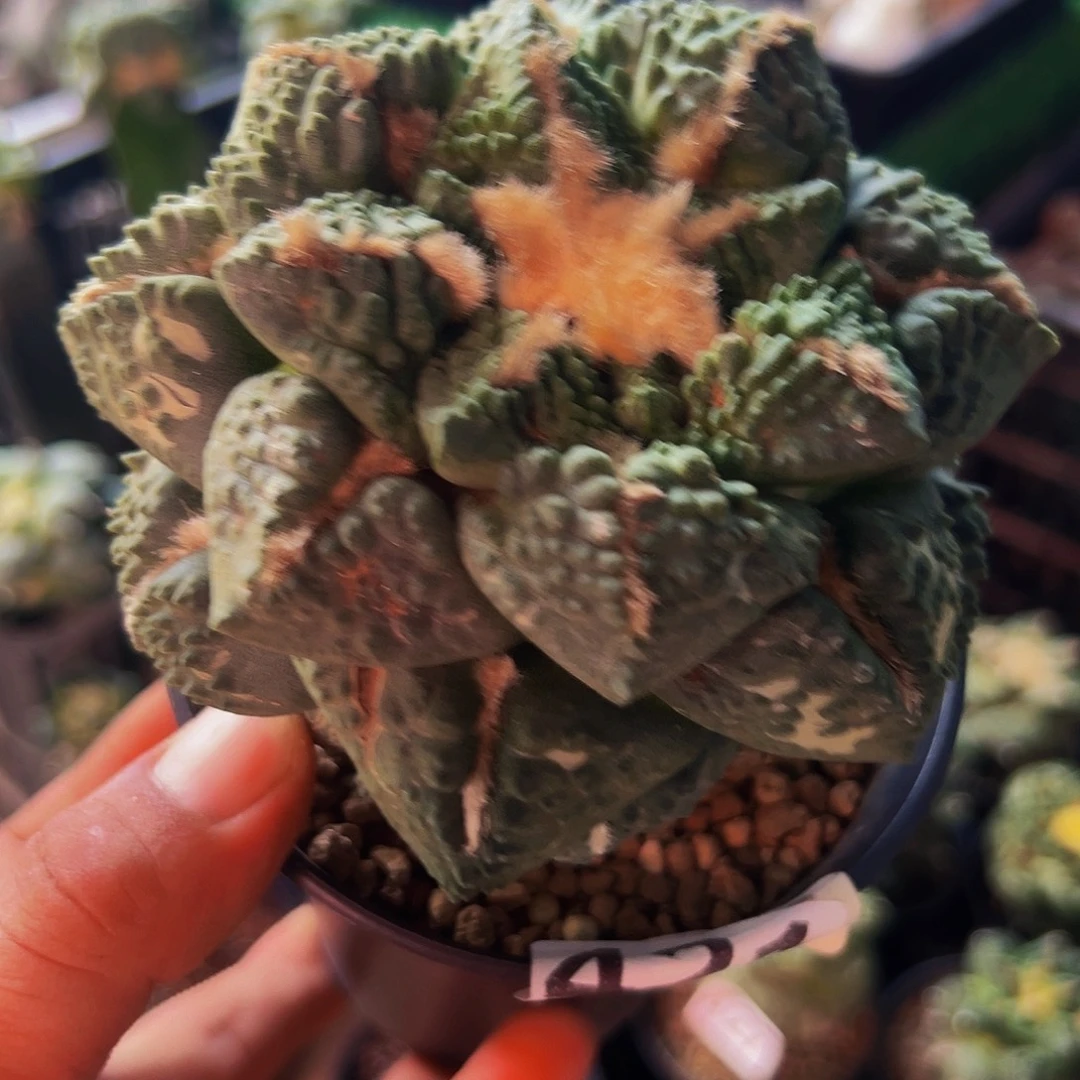 无花朵福利龟甲牡丹421