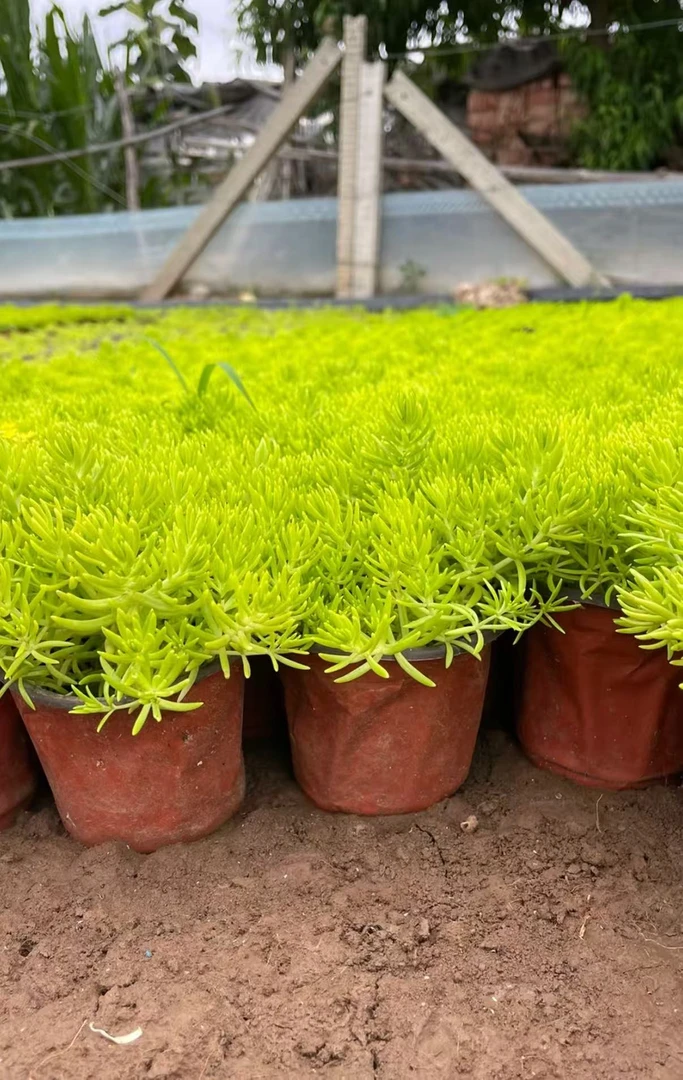 黄金条耐寒耐热四季常绿地被植物庭院楼顶绿化