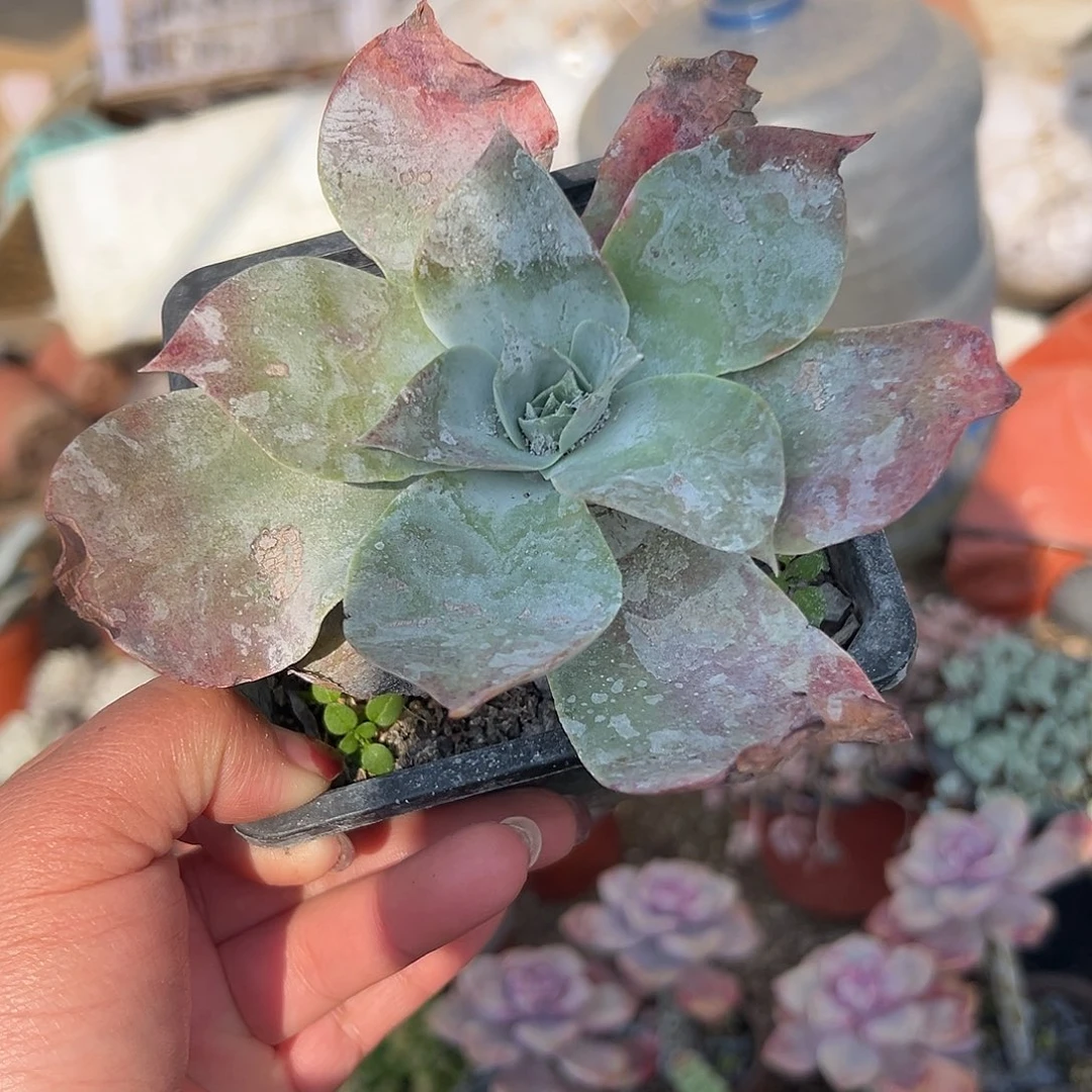 多肉植物雪山仙女杯