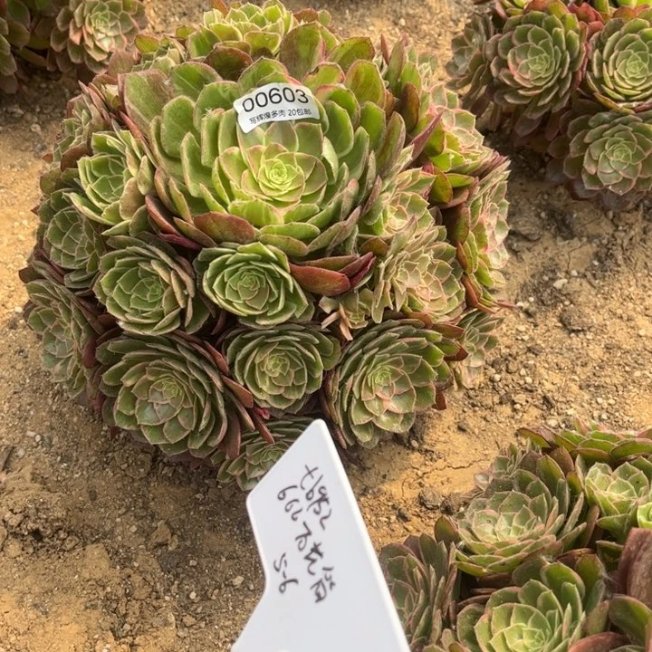 阳***500603万花筒多肉植物