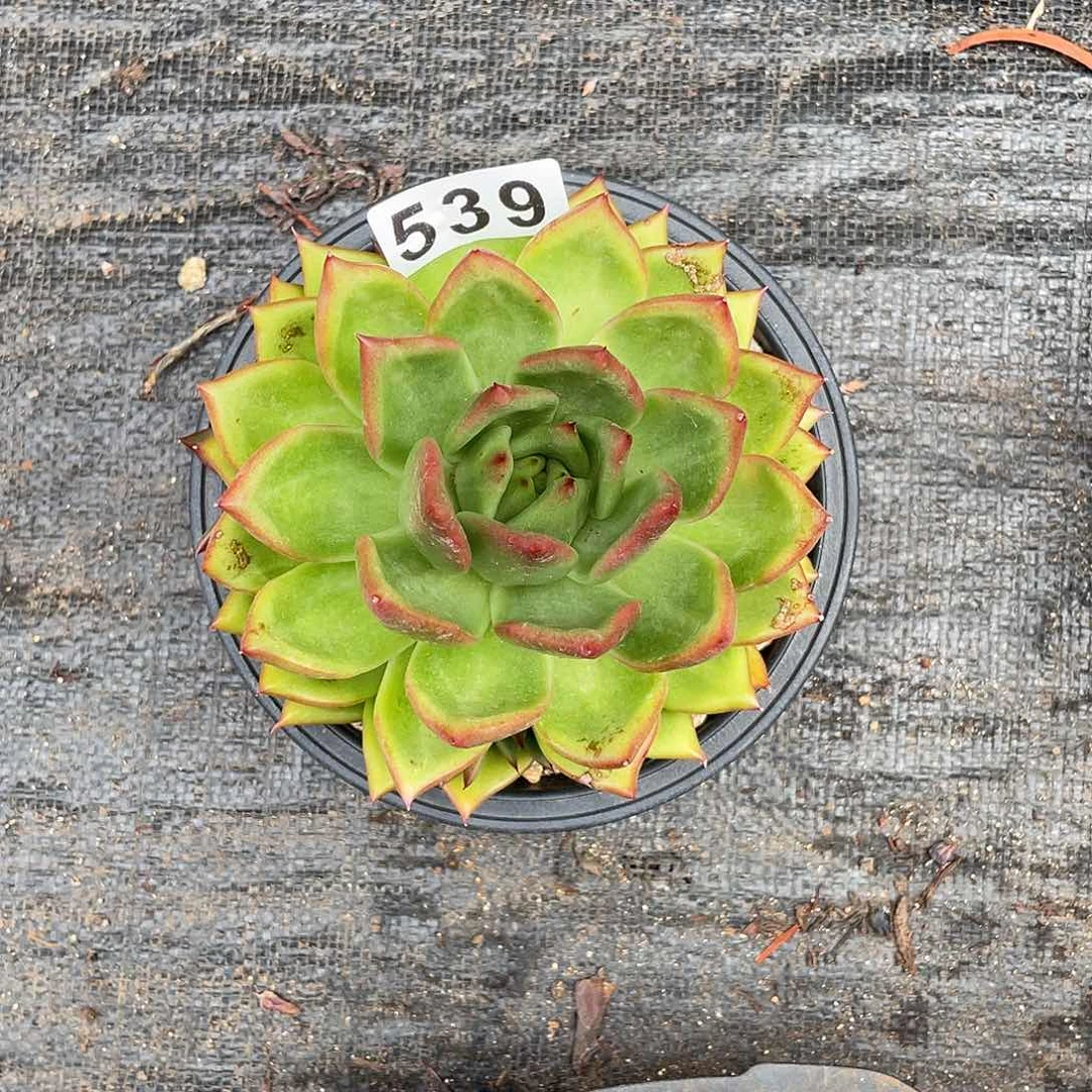 若如东云组拍539