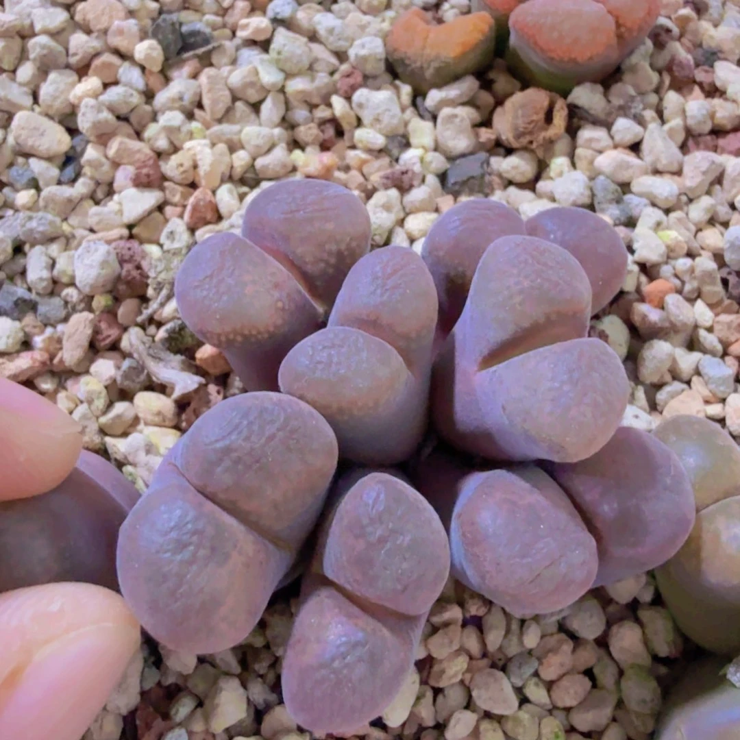 日系加菲风铃 9-17-L16。