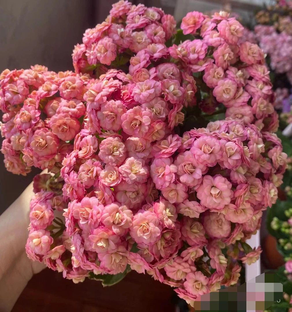 【霍姆斯本】大长寿花盆栽带花苞四季开重瓣花苗变色龙名贵耐寒花卉