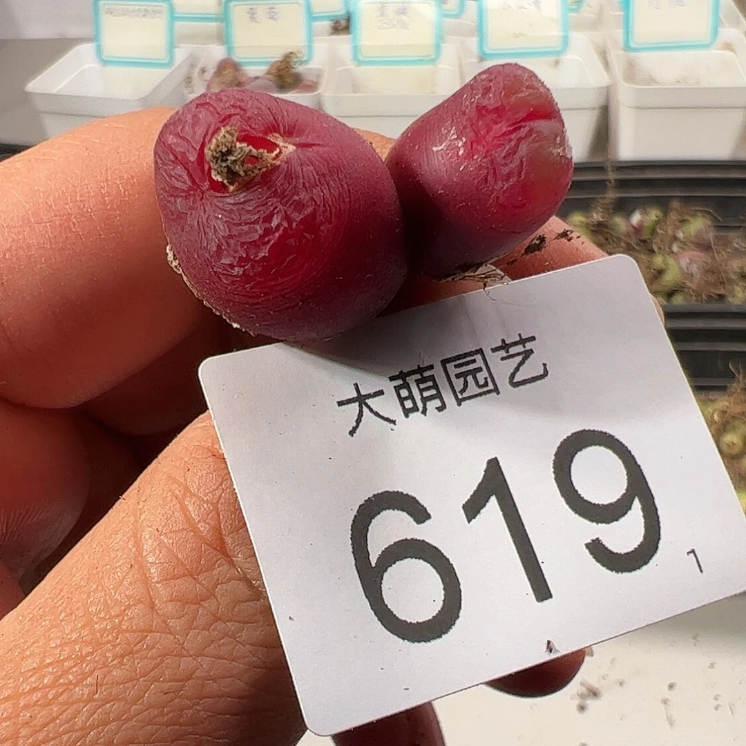 0000619 一物一拍……