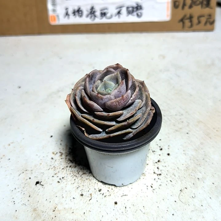 满6元包邮，蓝色惊喜俩颗