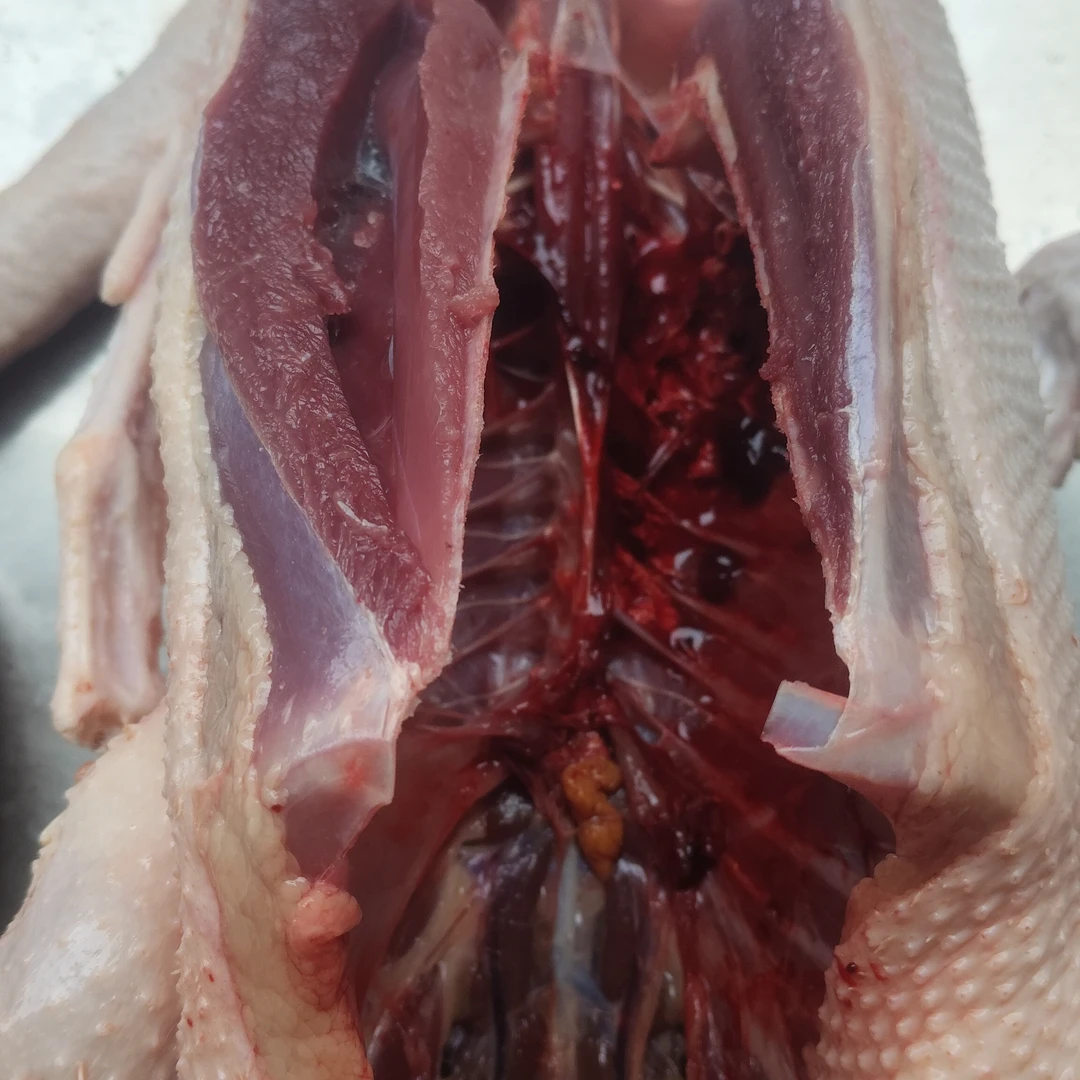 精品鸭肉现杀现卖生态放养吃玉米谷子的肉质紧实鲜美红烧皆美味