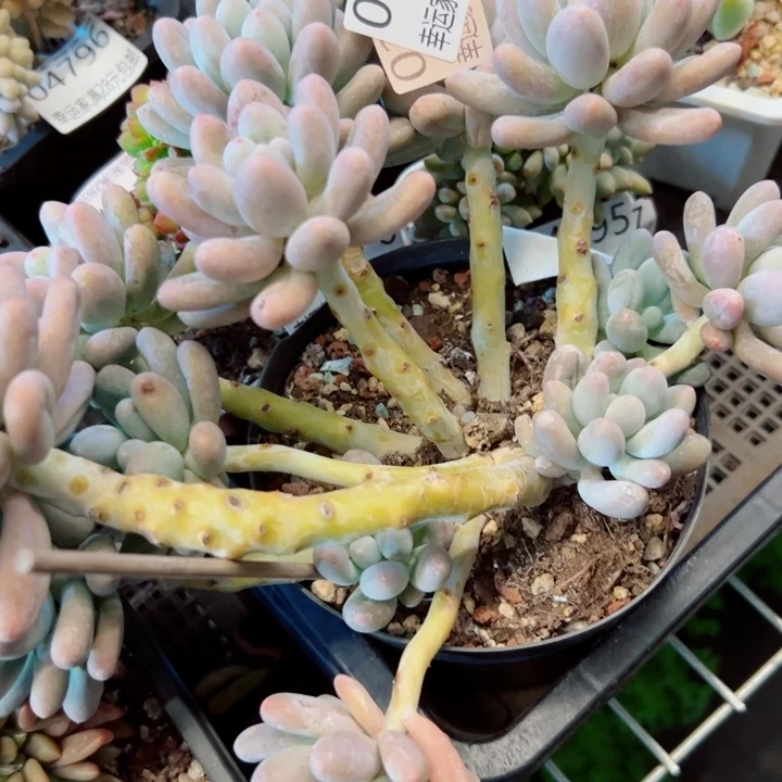 幸运的是我还没遇到过这样