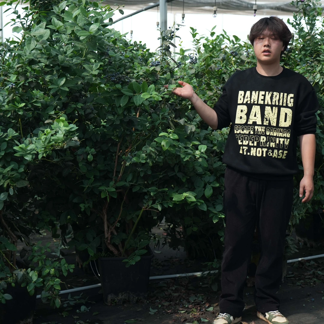 云南花香蓝莓树苗3年老桩原盆原土木架发货阳台庭院易养活