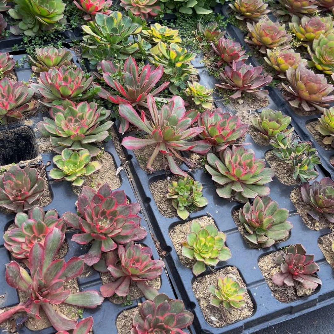 砍头苗11个多肉植物捧花的
