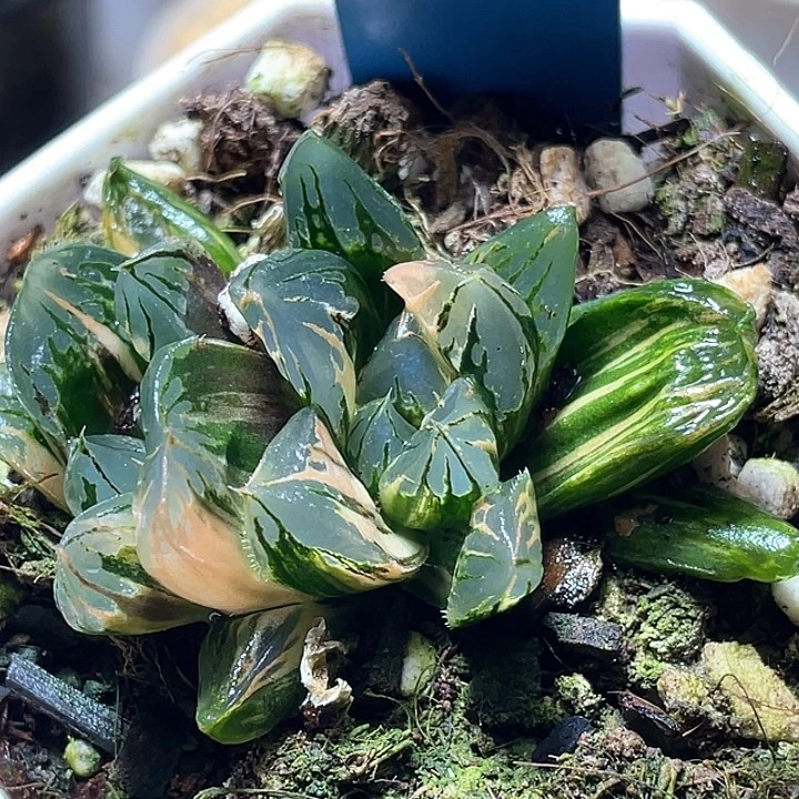 598花水晶锦特选福利