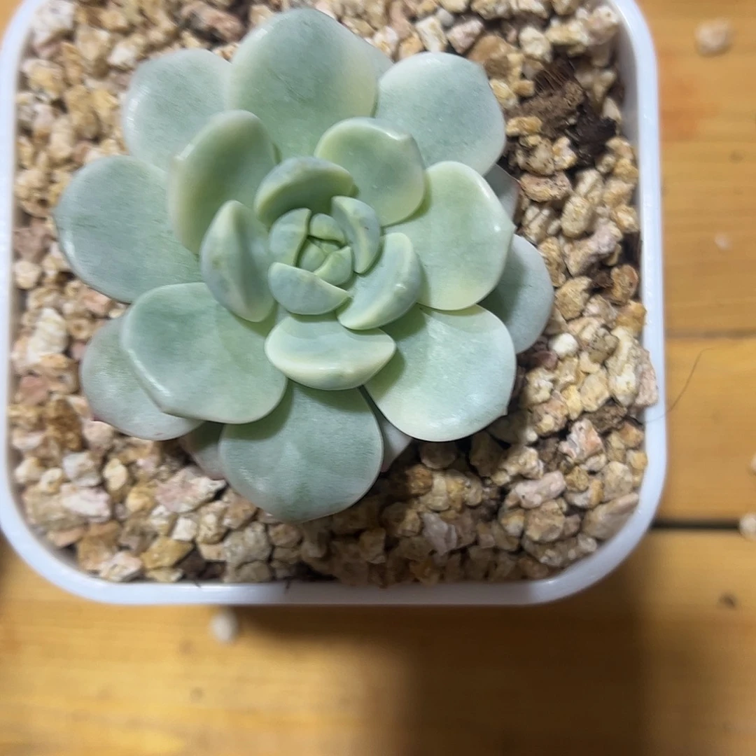香草锦 婕宝一物一拍