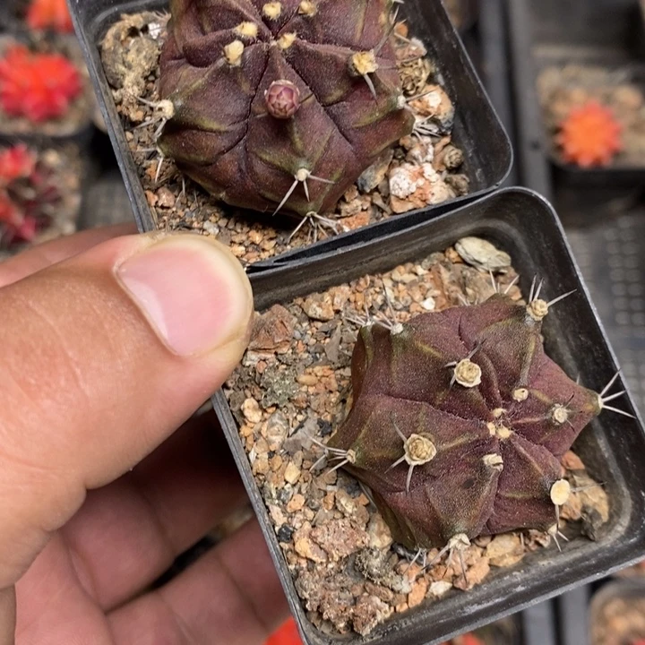 红宝石牡丹两颗特价